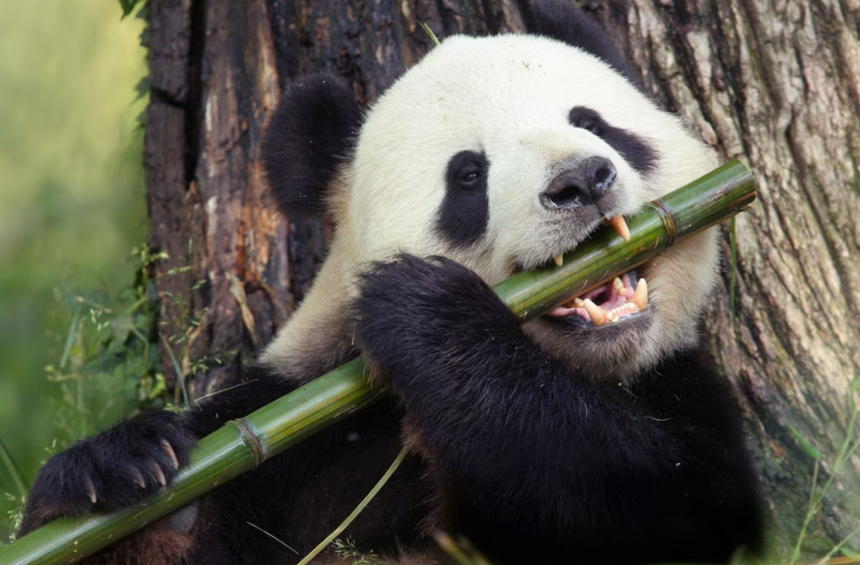 giant panda
